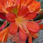 Clivia – 6″ Pot